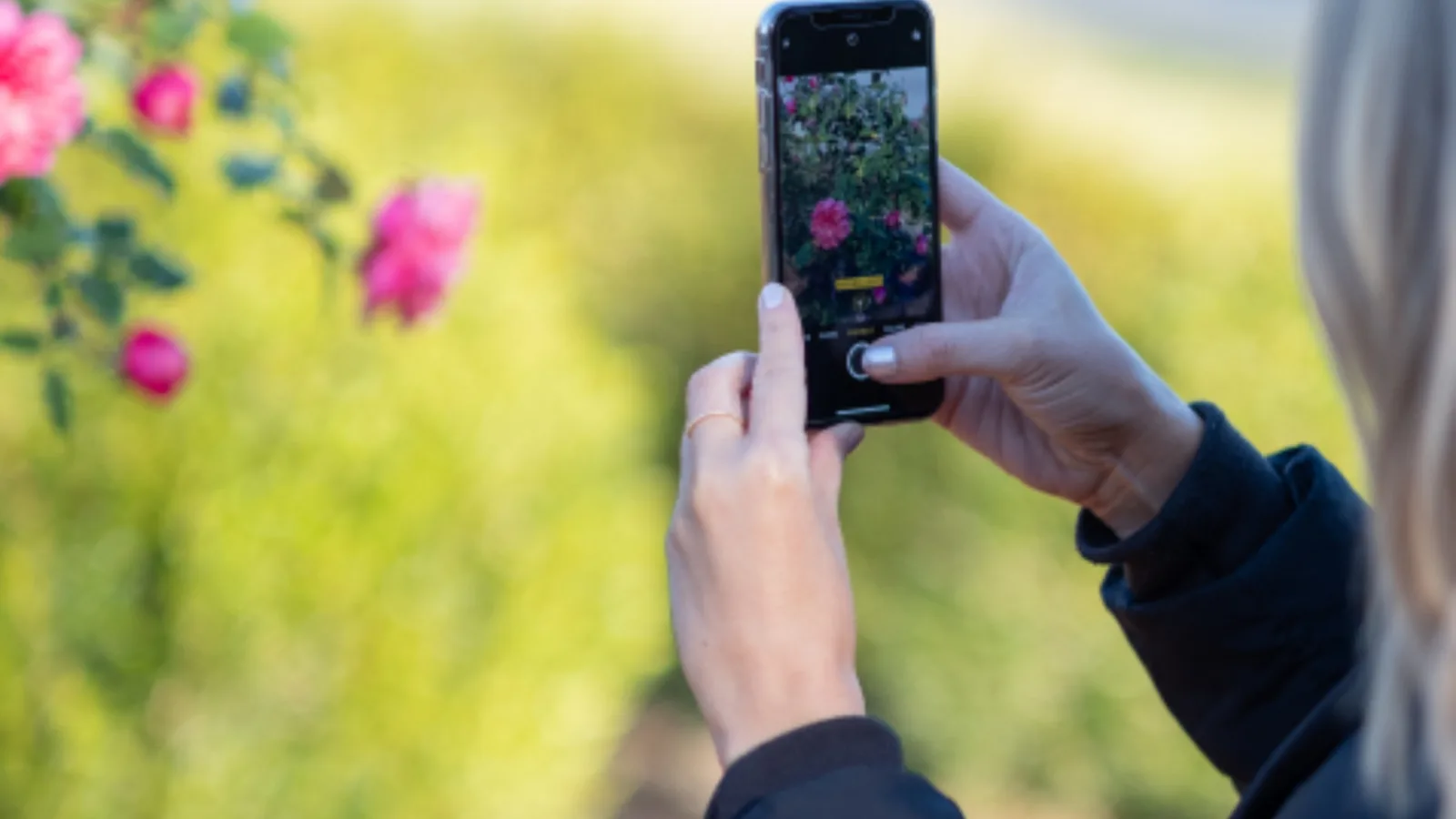 A person photographing pink flowers with a smartphone